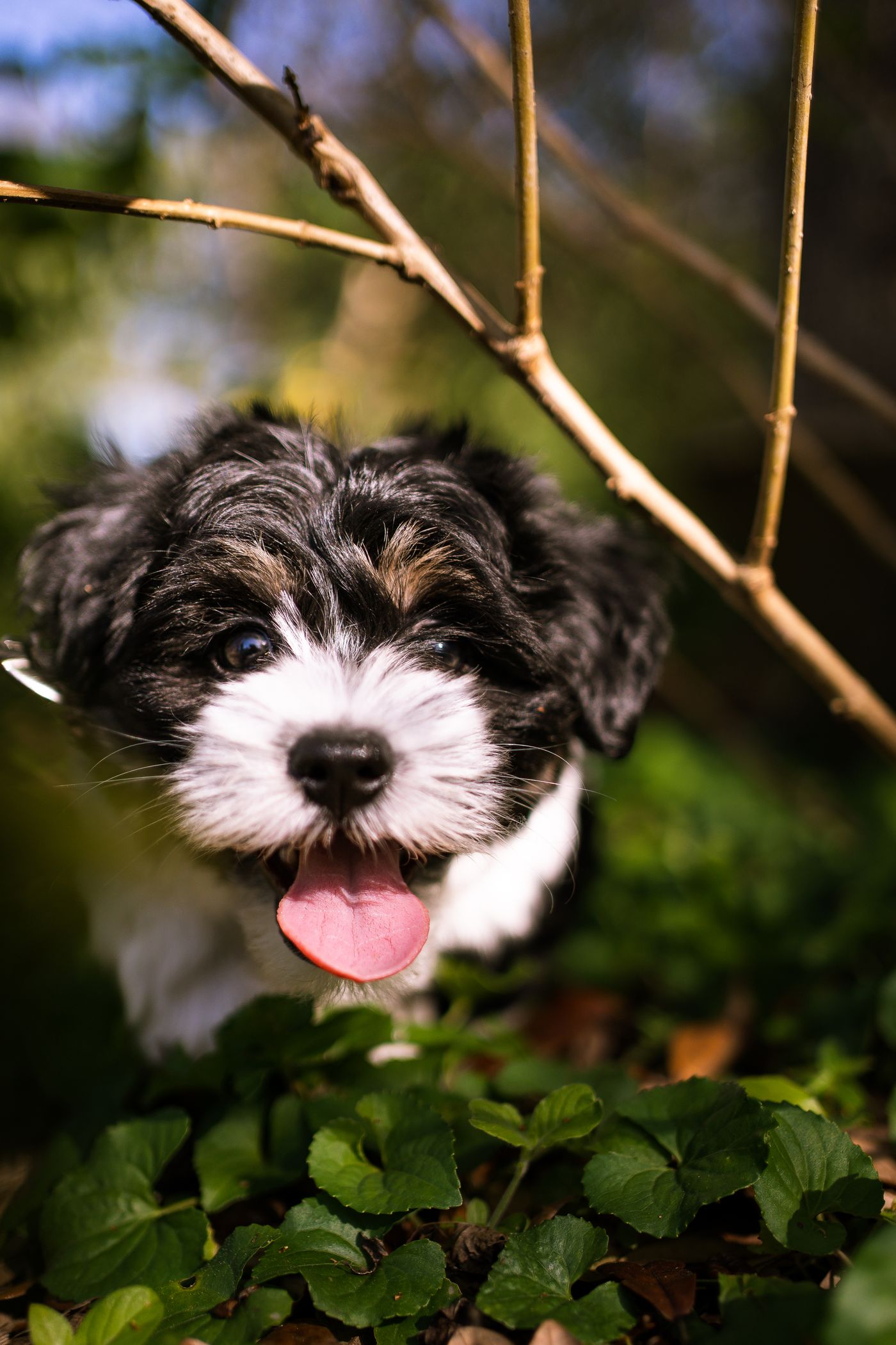 A black and white Havanese puppy with a long silky coat, tongue out, looking directly at the camera
