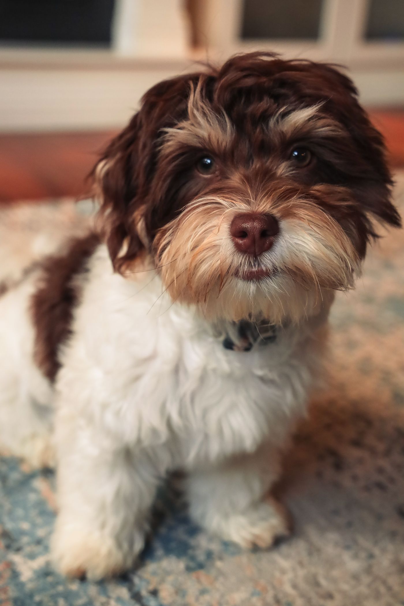 Close crop of a Havanese puppy's face and expressive dark eyes