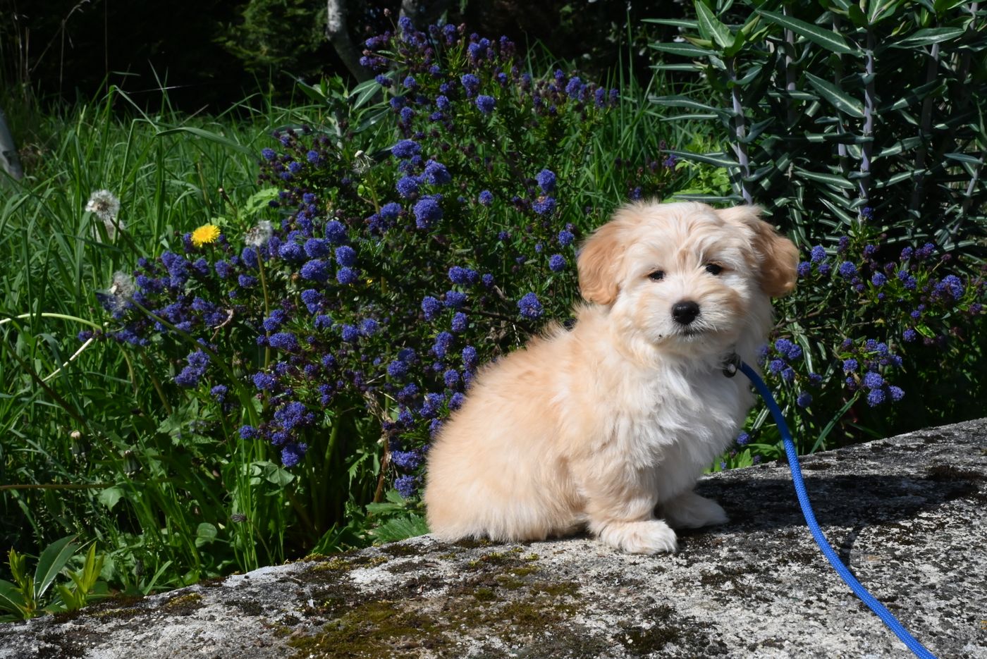 Milo, a cream Havanese puppy with a long silky coat